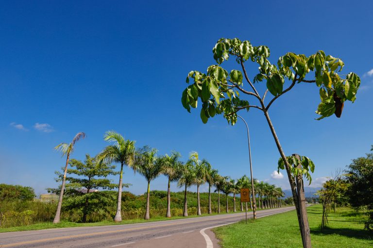 Projeto de arborização e paisagismo da Ternium